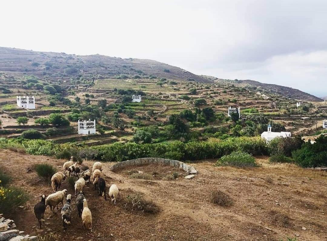 Ferienwohnung Irene - Tarambados - Tinos Kámbos Exterior foto